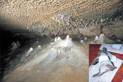 Insert: a stalagmite cut vertically in half and showing generations of growth, with the white one on top. Photos: Keith Hackley.